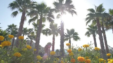 Tall Palm Trees Under a Clear Sky Stock Footage 282931590