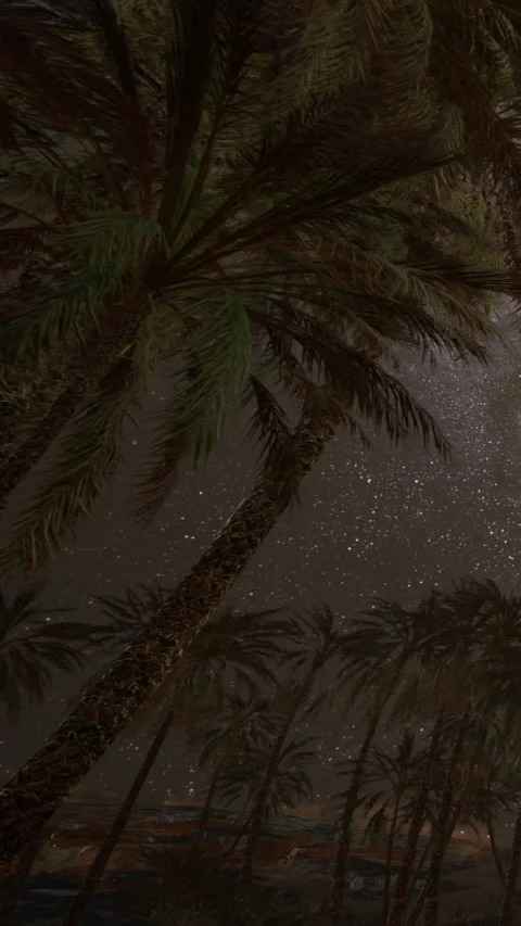 Tall palm trees under the night sky with stars shining all around Stock Footage 338385598