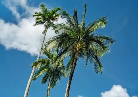 Tall palm trees under vivid blue sky with soft clouds for tropical summer Stock Photos