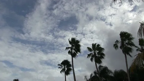 Tall Palm Trees in the wind Stock Footage 142970592