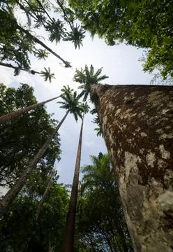 Tall palms and tree trunks frame a bright sky Foto stock