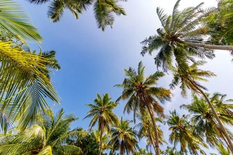 Tall palms stretch toward a clear blue sky Stock Photos
