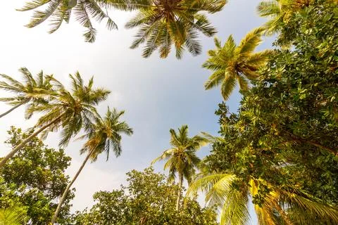 Tall palms stretch toward a soft blue sky 스톡 사진