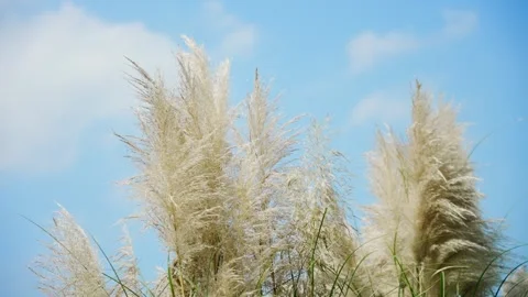 Tall Pampas Grass Swaying in the Wind Under a Bright Blue Sky Stock Footage 342231442