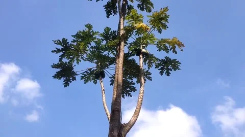 Tall Papaya Tree Against the Blue Sky Stock Footage 337879936