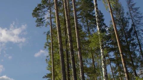 Tall pine and birch trees against blue sky. low angle shot Stock Footage 345619325