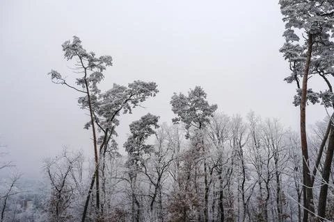 Tall pine and deciduous trees covered in frost on a misty winter day Stock Photos