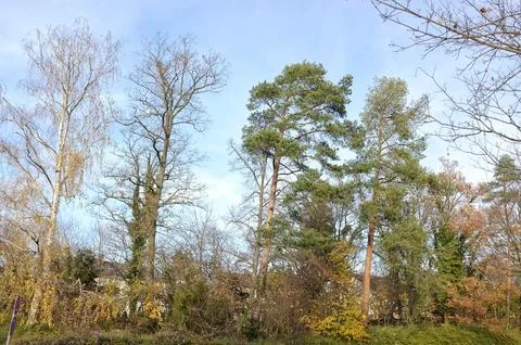 Tall Pine and Deciduous Trees Against a Clear Blue Sky Stock Photos