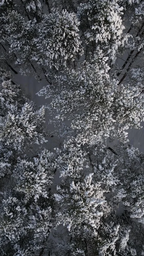 Tall pine and spruce trees hold heavy white snow on needles and branches Video stock 326967047
