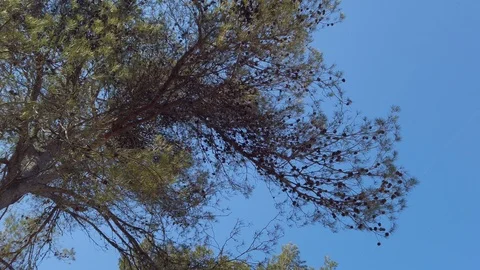 Tall pine from below at windy day with blue sky Stock Footage 125928973