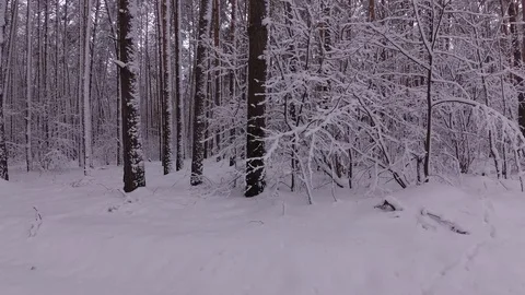 Tall Pine Covered With Snow, Snowfall in the Forest Stock Footage 99989338