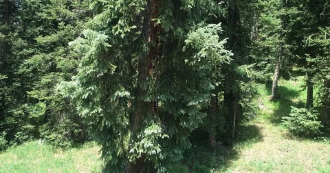 Tall pine Stock Footage 94099706