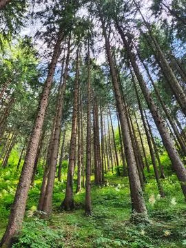 Tall Pine Forest from Below Stock Photos
