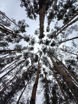 Tall Pine Forest Canopy From Below Stock Photos