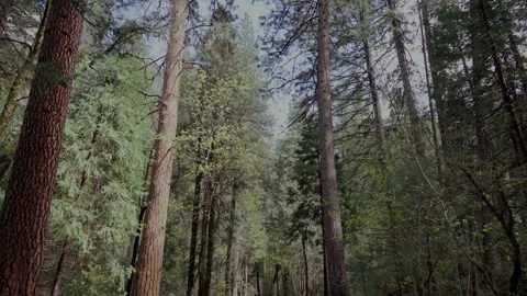 Tall pine forest canopy in spring Yosemite Valley Video stock 347986264