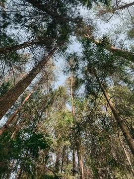 Tall Pine Forest Canopy Viewed from Below Against Blue Sky 库存照片