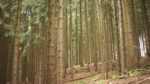 Tall Pine Forest Stock Footage 310451269
