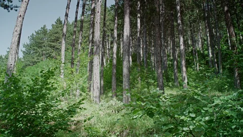 Tall pine forest with forest greenery Video stock 87916211