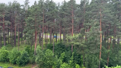 Tall pine forest with lush green undergrowth and road behind trees Stock-Footage 337302484