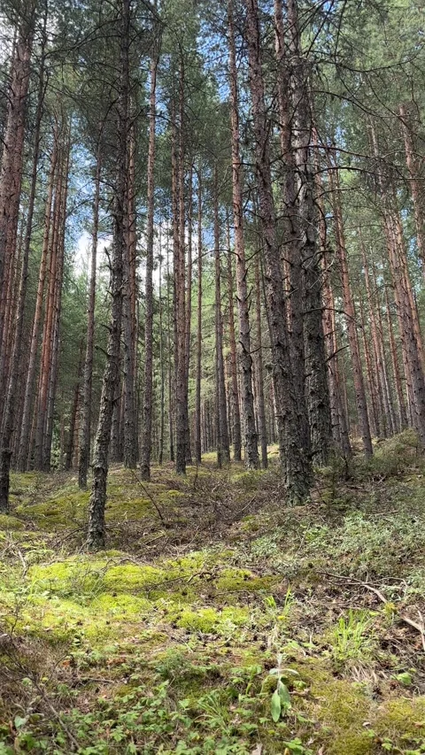Tall Pine Forest with Mossy Ground in Pirin Mountain Stock Footage 315770066