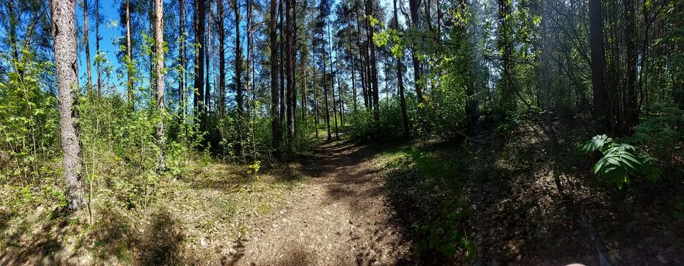 Tall Pine Forest Path View from Below Stock Photos