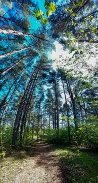 Tall Pine Forest Path View from Below Stock Photos