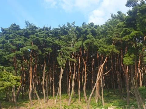 A tall pine forest Stock Photos