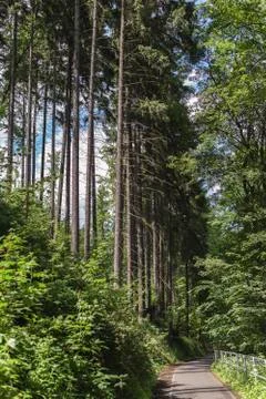 Tall pine forest in summer Stock Photos
