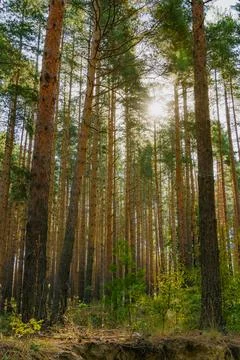 Tall pine forest with sunlight streaming through dense tree trunks on a bri.. Stock Photos