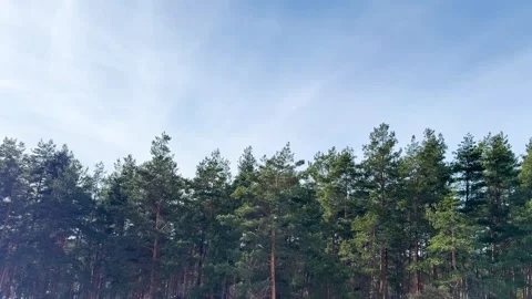 Tall pine forest under clear blue sky, evergreen forest landscape  Stock Footage 330360675