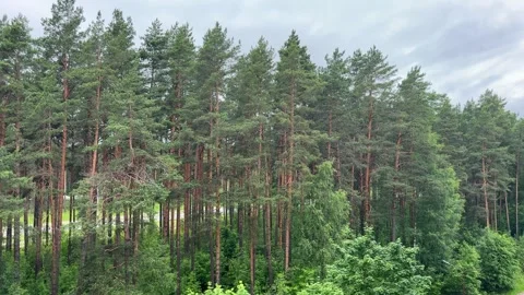 Tall pine forest under cloudy sky with bird flying, lush evergreen forest  Stock Footage 337302554