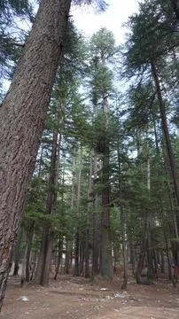 Tall pine forest viewed from ground level looking up at towering trees. Stock Photos