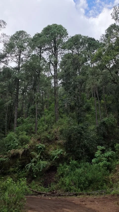 Tall pine forest on volcanic soil at Paricutin, Mexico Stock Footage 348525324