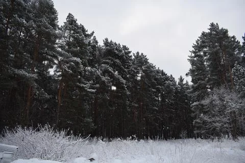 Tall pine forest wall behind snow covered field and bushes Stock Photos