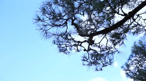 Tall pine green tree swing in the windwith blue sky cloud background Stock-Footage 52849730