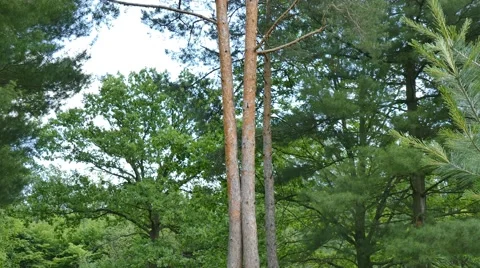 Tall pine. Movement from down to up Stock Footage 64743540