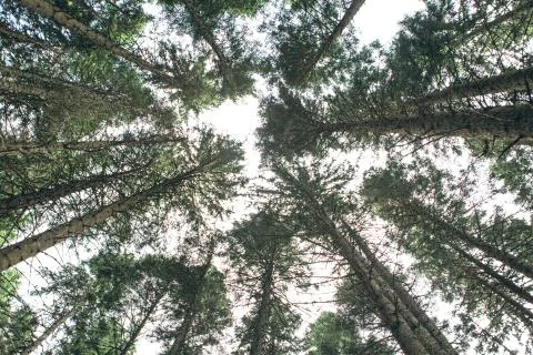 Tall pine or pine forest. Stock Photos