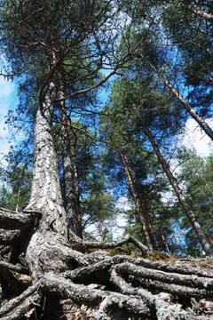 Tall pine with overgrown tree roots, vertical Stock Photos
