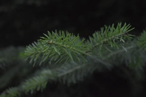 The Tall Pine Stock Photos