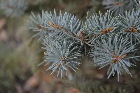 The Tall Pine Foto stock