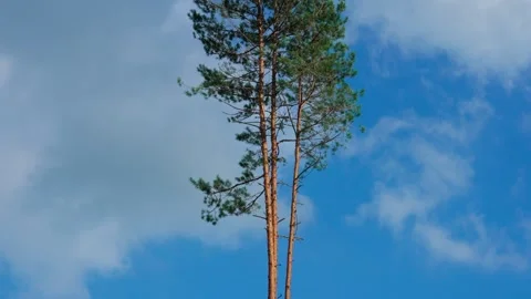 A tall pine with a slender trunk Stock Footage 327902385