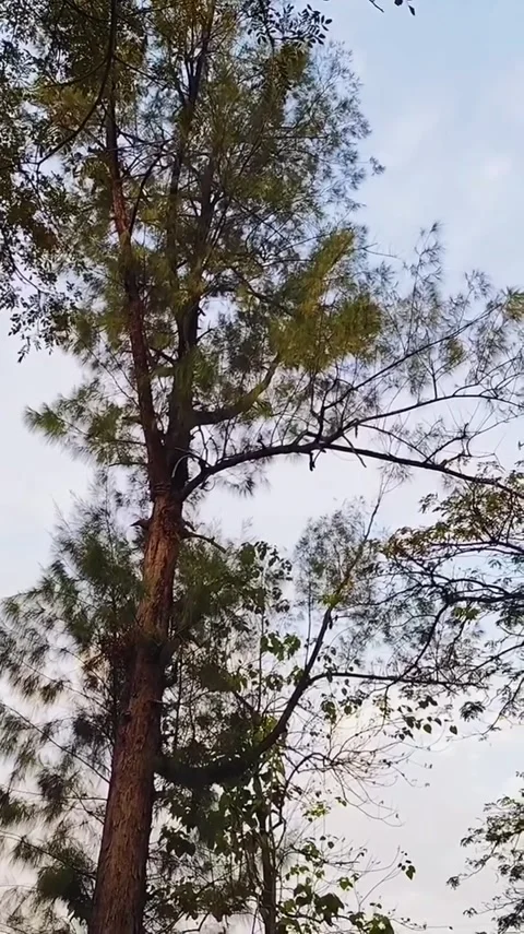 Tall Pine Tree Against Clear Sky Stock Footage 341628953