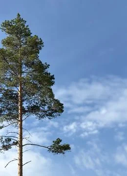 Tall pine tree against a clear blue sky Stock Photos