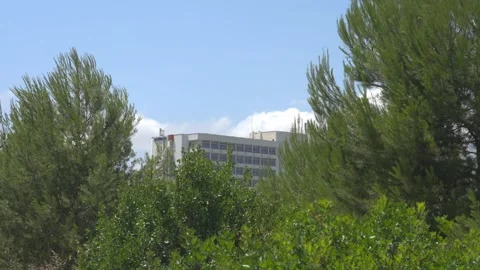 Tall Pine Tree and Hotel Near Maristany Wetland Edge, Mallorca Stock Footage 340589608