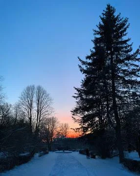 Tall pine tree and sunset sky in a winter forest Stock Photos