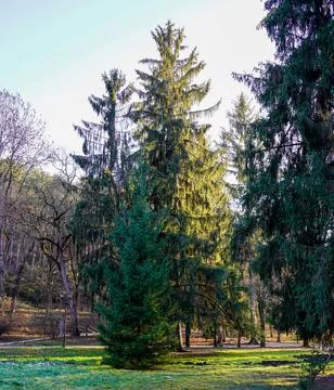 A tall pine tree in autumn in the rays of the sun Foto stock