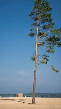 Tall, pine tree on the beach by the lake Stock Photos