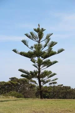 Tall Pine Tree With Bird Perched On Top Under A Clear Blue Sky On A Sunny Day Stock Photos
