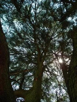 Tall pine tree with branches and sunlight in a forest Stock Photos