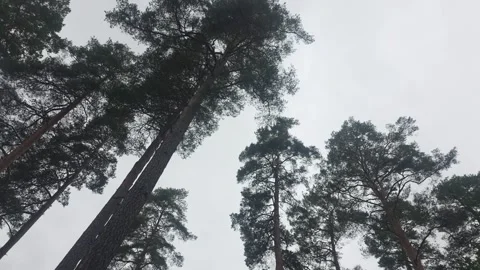 Tall pine tree canopy and golden autumn leaves against overcast sky Stock Footage 347595705